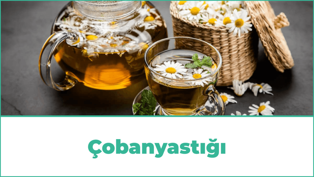 Çobanyastığı 